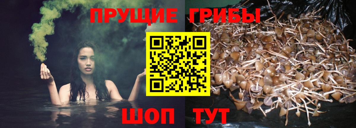 Псилоцибиновые грибы Psilocybe  Галлюциногенные грибы Psilocybe  где найти   Вход с VPN  Борзя 